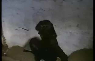 XXX لعنتی شاهزاده فیلم سکسی کوتاه وکم حجم